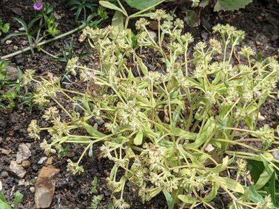 Valeriana carinata, photographed by Piermario Maculan