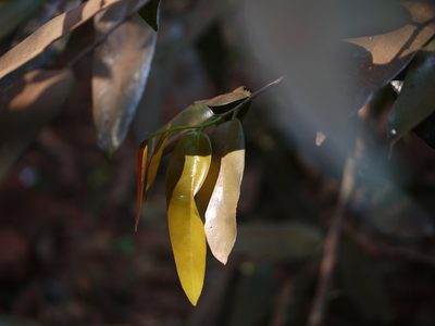 Sageraea laurina, photographed by Dinesh Valke