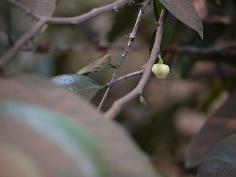 Sageraea laurina, photographed by Dinesh Valke