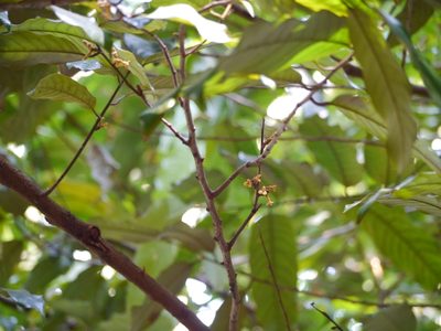 Knema attenuata, photographed by Dinesh Valke