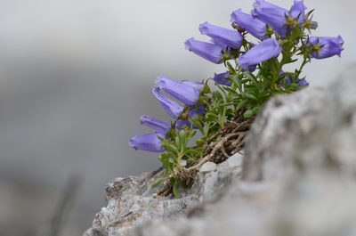 Favratia zoysii, photographed by nicoweg
