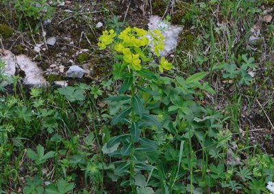 Euphorbia austriaca, photographed by nicoweg