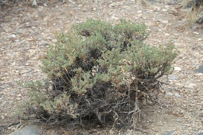 Artemisia nova, photographed by Robert Webster