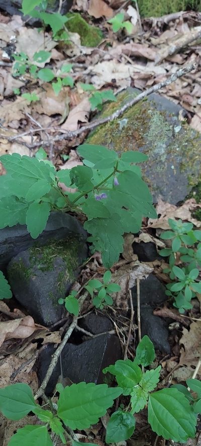 Scutellaria saxatilis, photographed by kirk gardner