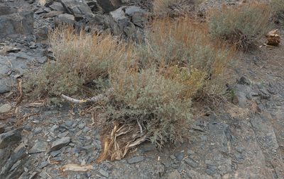 Artemisia nova, photographed by Robert Webster