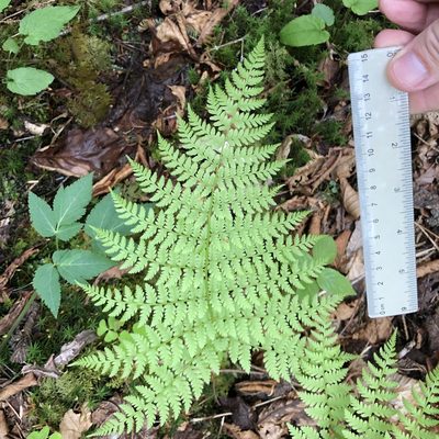 Dryopteris campyloptera, photographed by Ken Kneidel