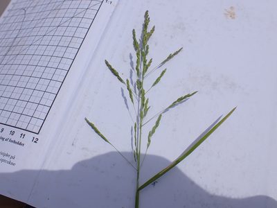 Poa trivialis, photographed by Skjold Søndergaard
