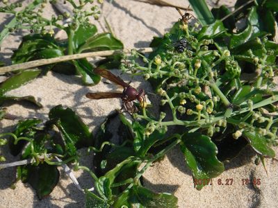 Cyphostemma flaviflorum, photographed by Rose Zappa