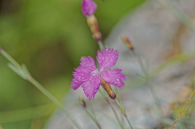 Dianthus gratianopolitanus, photographed by Christian Oudot