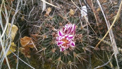 Stenocactus crispatus, photographed by David Valdez