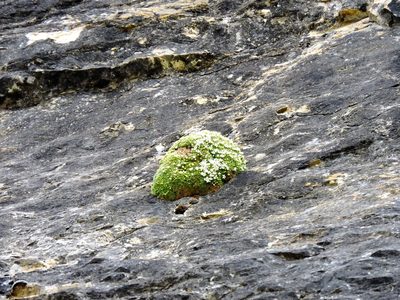 Androsace helvetica, photographed by Karsten Rohweder