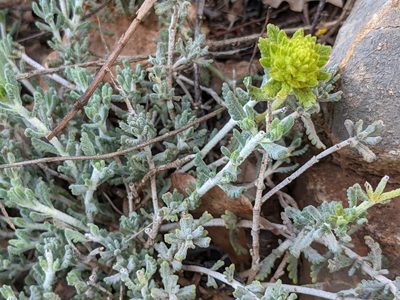 Teucrium aureum, photographed by Pieter Huybrechts