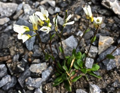 Arabis stellulata, photographed by Karsten Rohweder