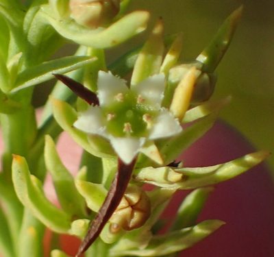 Thesium foliosum, photographed by Nicola van Berkel