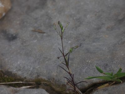 Sabulina tenuifolia, photographed by Yves Bas