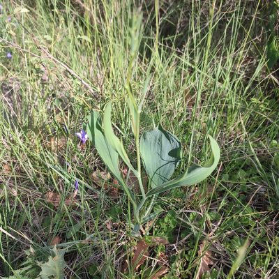 Bupleurum rigidum, photographed by Quentin Groom