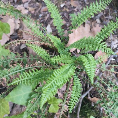 Asplenium fontanum, photographed by Quentin Groom