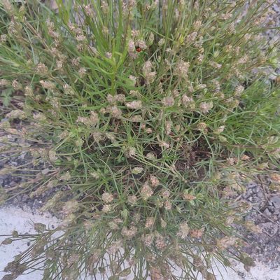 Plantago sempervirens, photographed by Quentin Groom