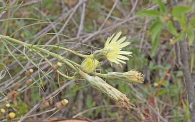 Scorzonera angustifolia, photographed by Christoph Moning