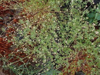 Trifolium microcephalum, photographed by Mike Palmer