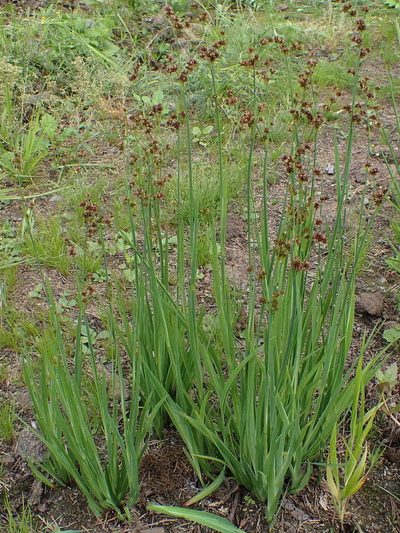 Juncus ensifolius, photographed by Mike Palmer
