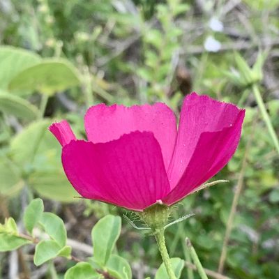 Callirhoe papaver, photographed by Laura Clark