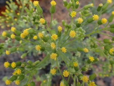 Senecio sylvaticus, photographed by Mike Palmer