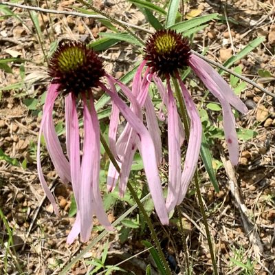 Echinacea sanguinea, photographed by Laura Clark