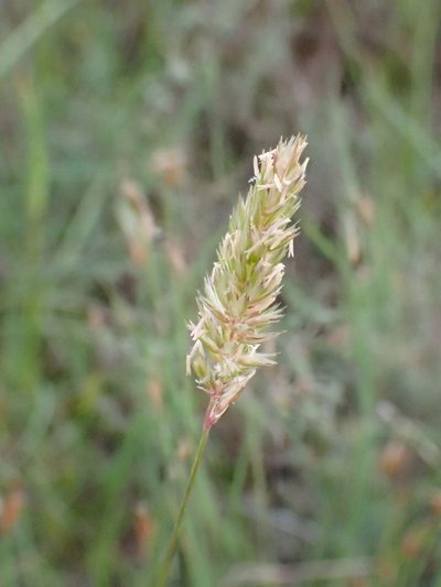 Koeleria vallesiana, photographed by David Delon