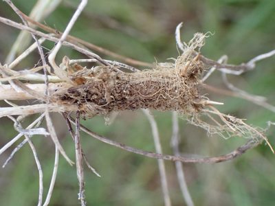 Koeleria vallesiana, photographed by David Delon