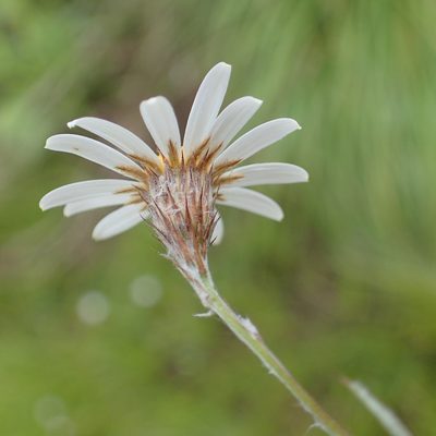 Athrixia angustissima, photographed by Peter Warren