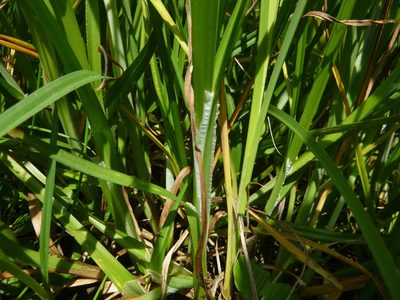 Carex vulpina, photographed by Gabriel Mayrhofer