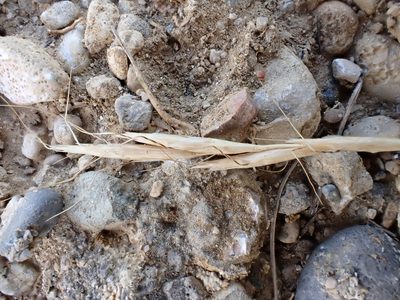 Helictochloa bromoides, photographed by David Delon