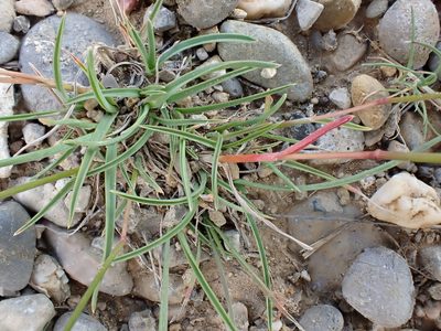 Helictochloa bromoides, photographed by David Delon