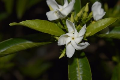 Tabernaemontana catharinensis, photographed by Joselin Listur