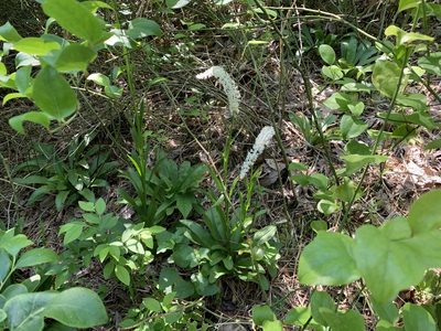 Chamaelirium luteum, photographed by Neal Kelso