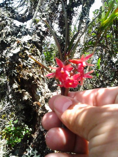 Epidendrum oxysepalum, photographed by GERMAN LEONEL SARMIENTO CRUZ