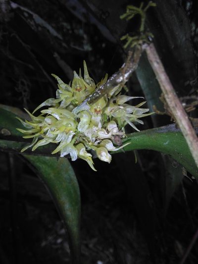 Pleurothallis chloroleuca, photographed by GERMAN LEONEL SARMIENTO CRUZ