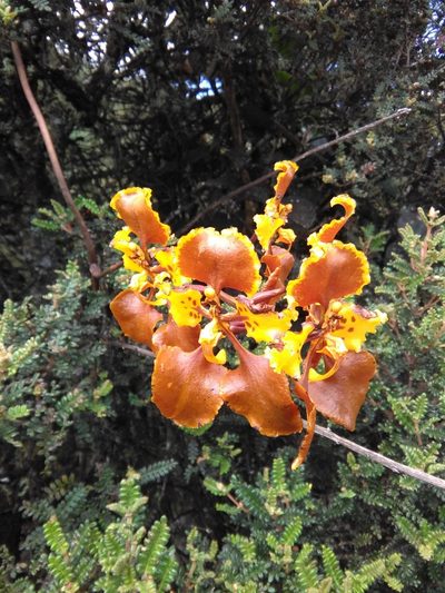 Cyrtochilum tetracopis, photographed by GERMAN LEONEL SARMIENTO CRUZ