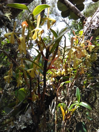 Epidendrum erosum, photographed by GERMAN LEONEL SARMIENTO CRUZ
