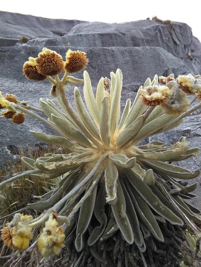 Espeletia lopezii, photographed by GERMAN LEONEL SARMIENTO CRUZ