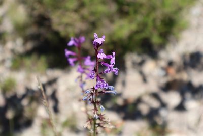 Lobelia urens, photographed by Vicente Lopes