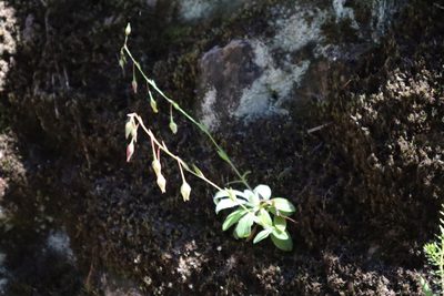 Tuberaria lignosa, photographed by Vicente Lopes