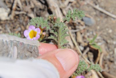 Phacelia bicolor, photographed by Millie Basden