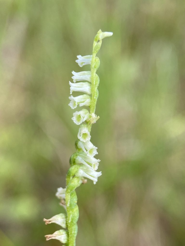 Spiranthes eatonii, photographed by Matt Berger