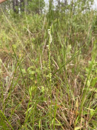 Spiranthes eatonii, photographed by Matt Berger