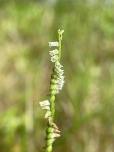 Spiranthes eatonii, photographed by Matt Berger