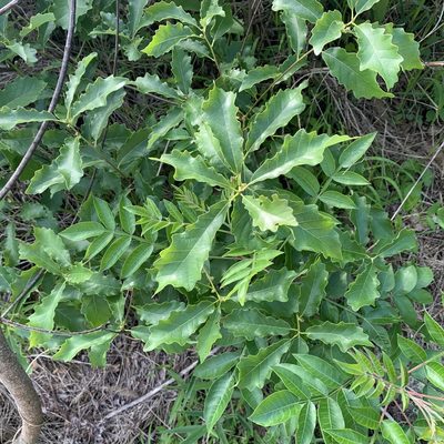 Quercus prinoides, photographed by Neal Kelso