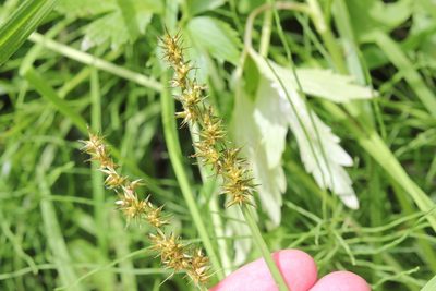 Carex laevivaginata, photographed by Quinten Wiegersma