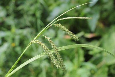 Carex prasina, photographed by Quinten Wiegersma